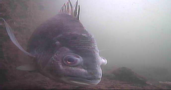 越中島公園　釣り