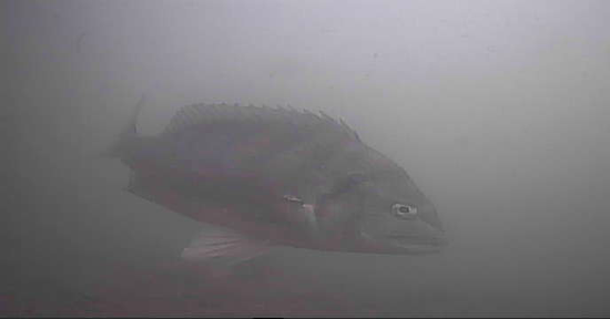 越中島公園　釣り