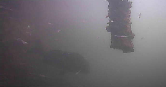 越中島公園　釣り