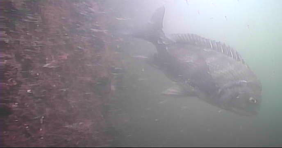 越中島公園　釣り