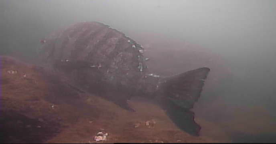 越中島公園　釣り