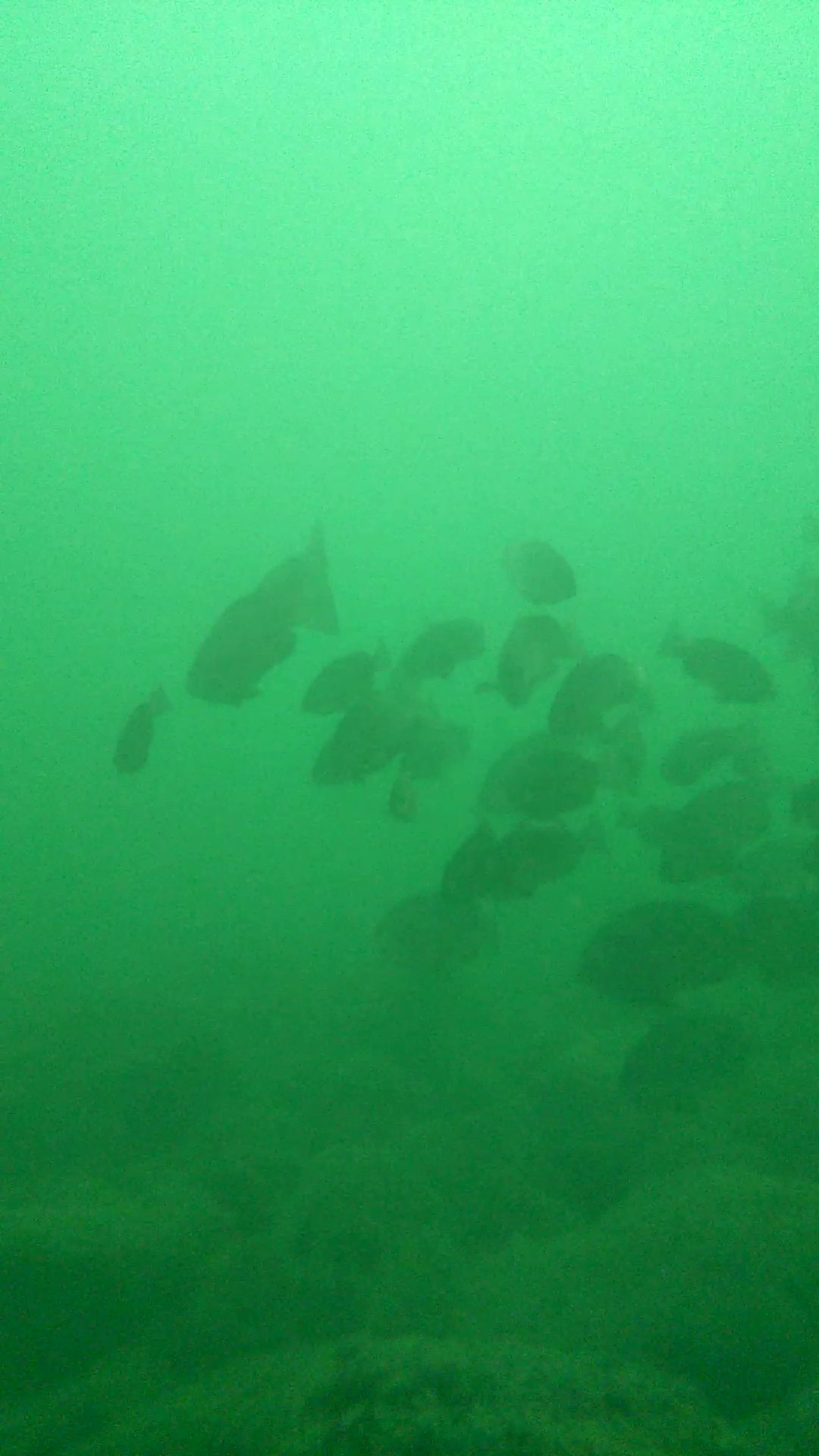 東扇島西公園 釣り 水中画像