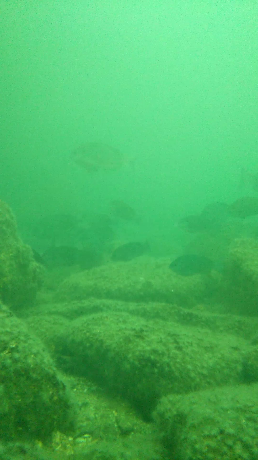 東扇島西公園 釣り 水中画像