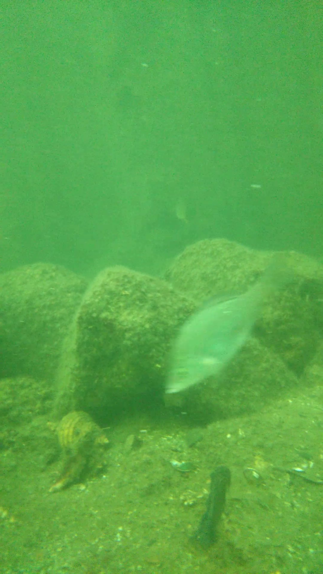 東扇島西公園 釣り 水中画像
