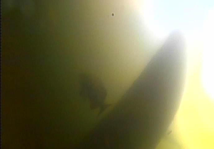 越中島公園　釣り