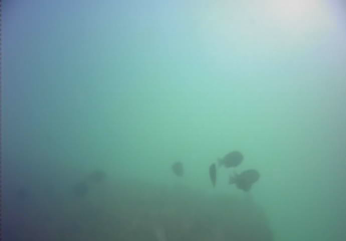 江ノ島　釣り　水中写真