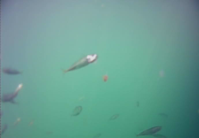 江ノ島　釣り　水中写真