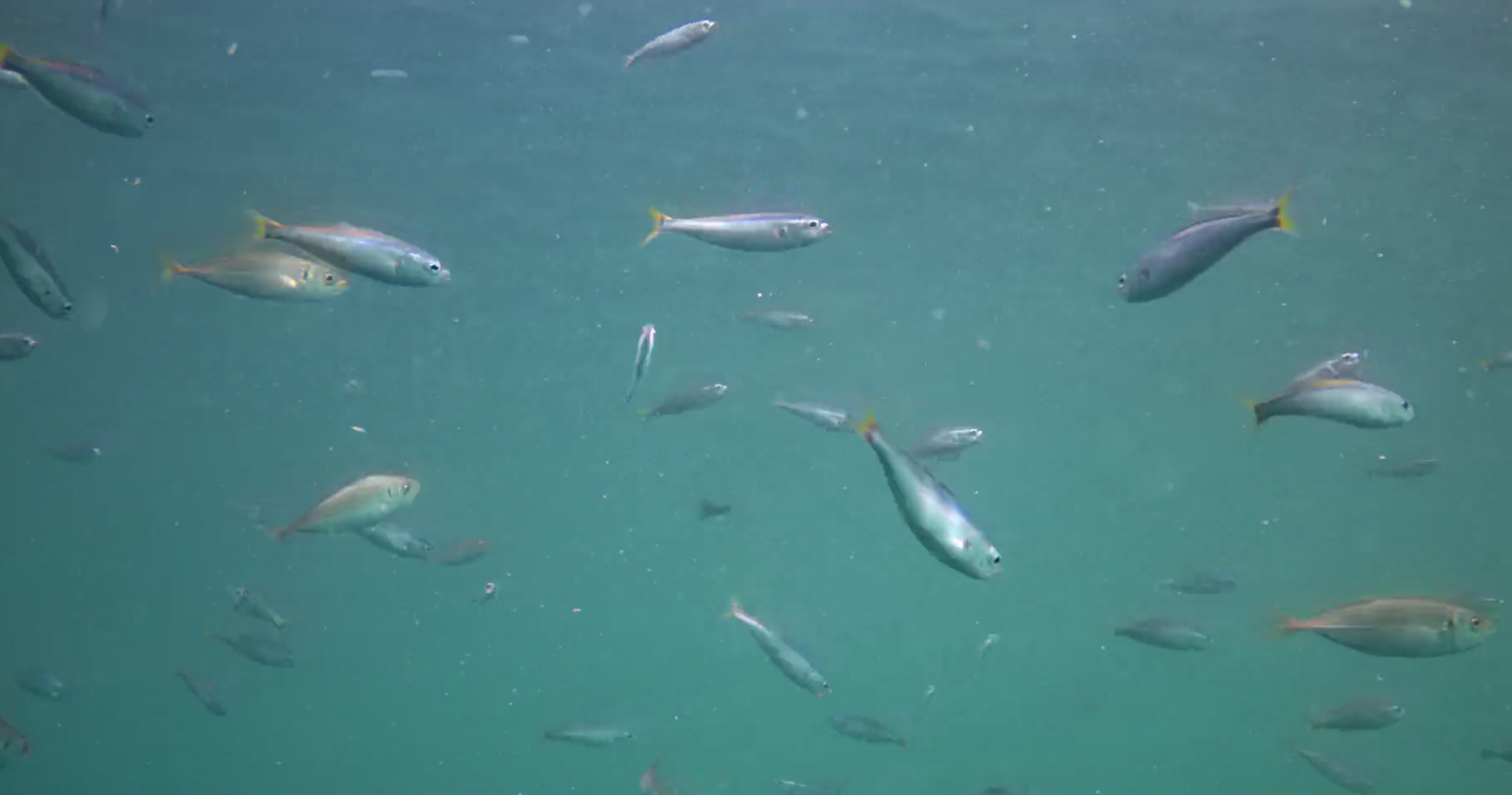 下田福浦堤防 釣り 水中映像