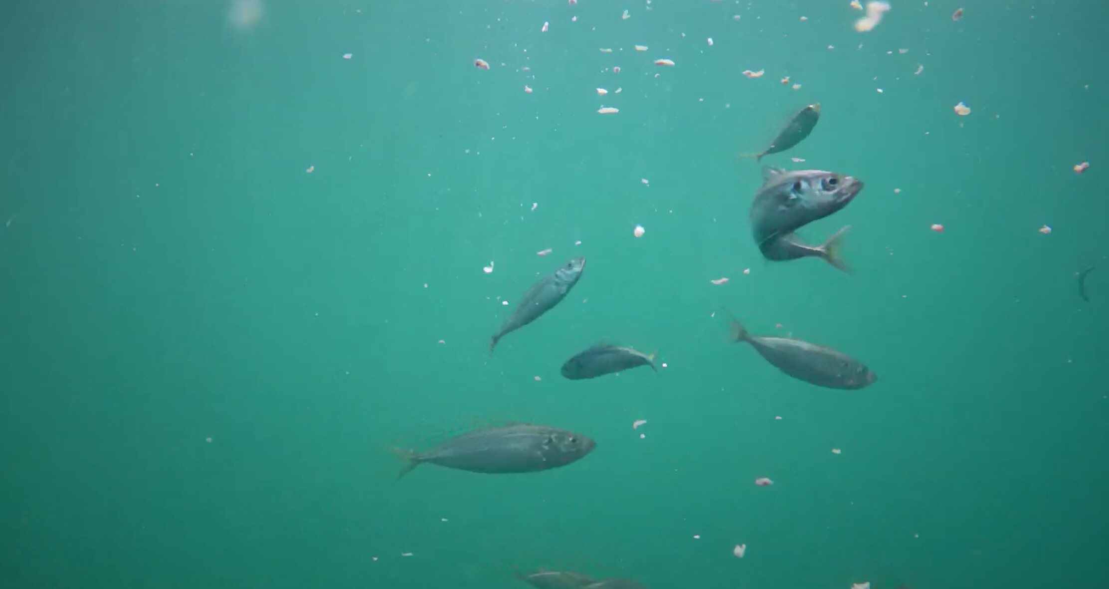下田福浦堤防 釣り 水中映像