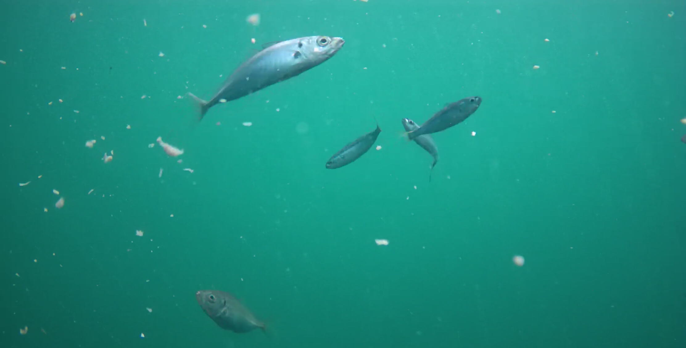 下田福浦堤防 釣り 水中映像