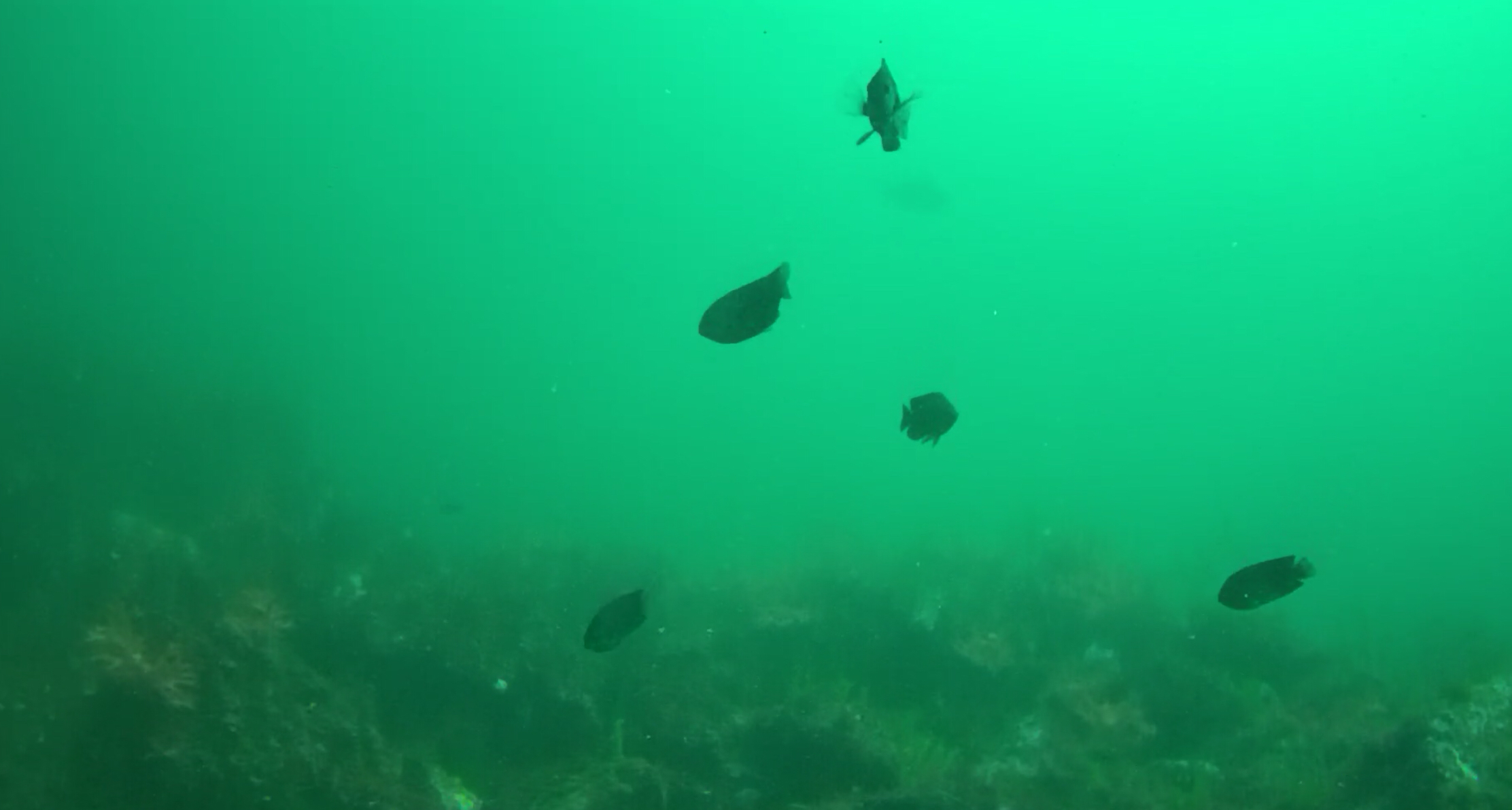 下田福浦堤防 釣り 水中映像