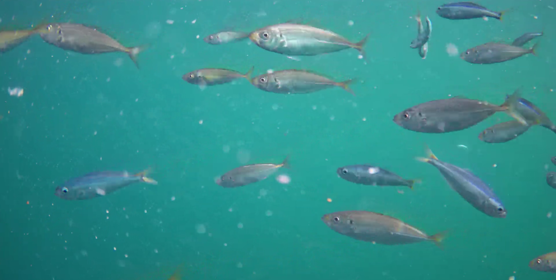 下田福浦堤防 釣り 水中映像