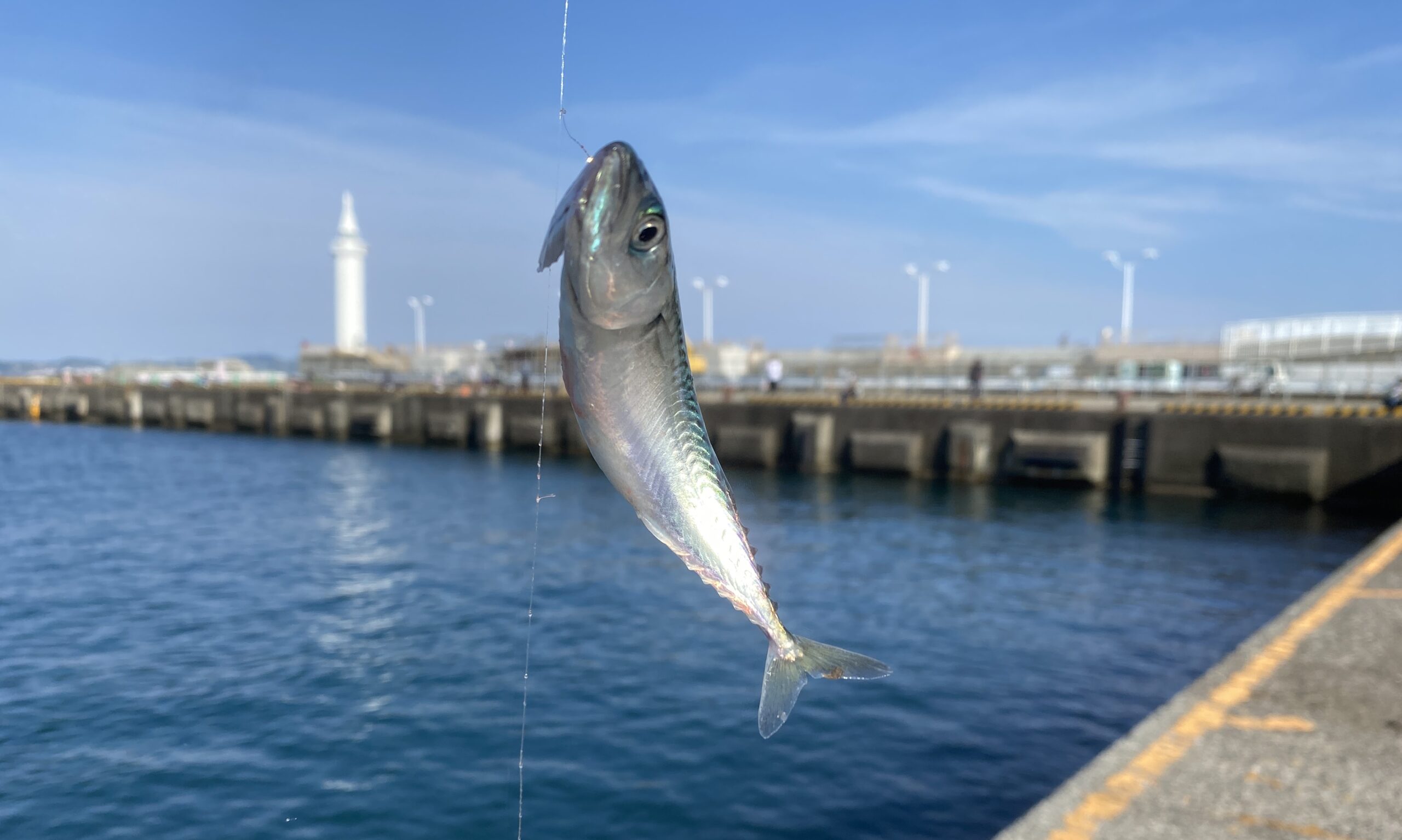 江ノ島 釣り