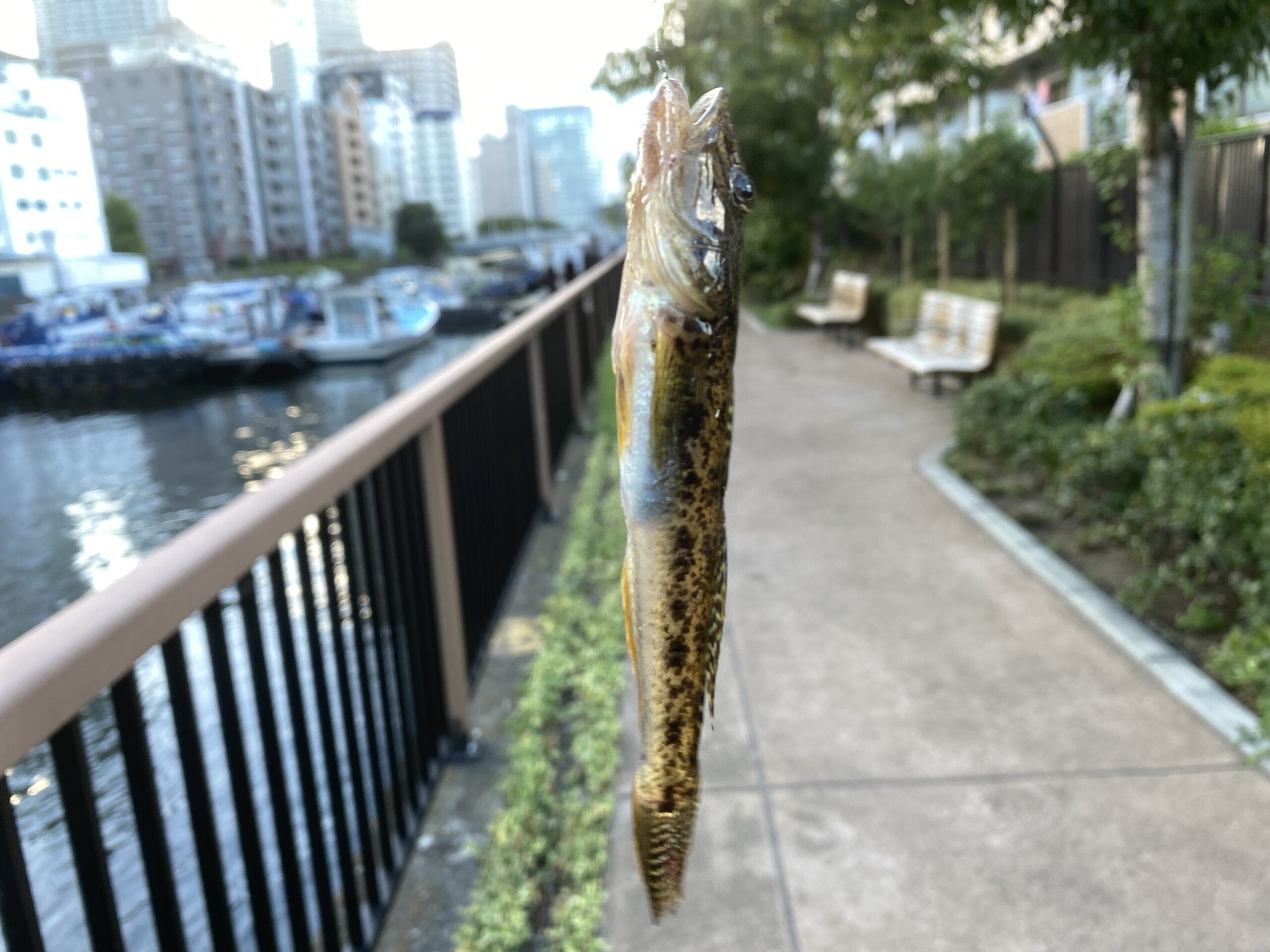 月島川緑の散歩道　釣り