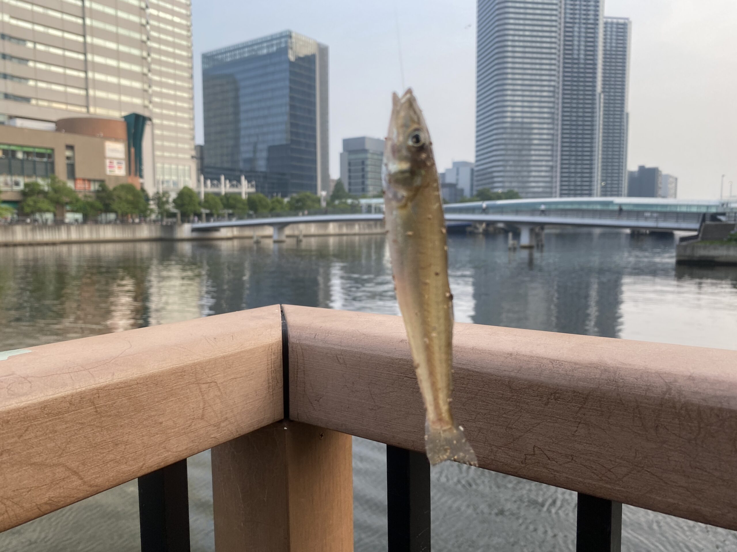 月島川みどりの散歩道　釣り　釣果　シロギス