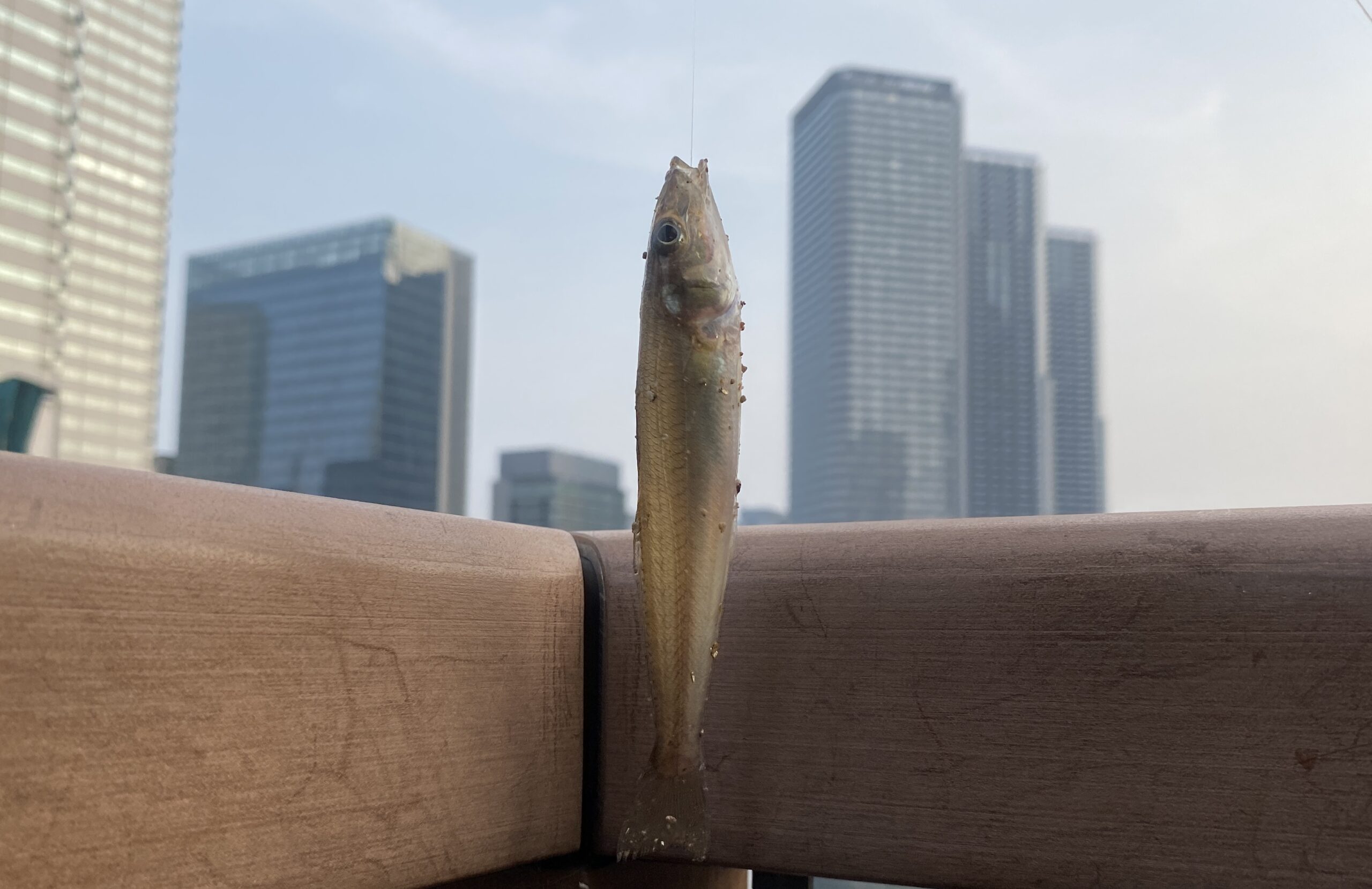 月島川みどりの散歩道　釣り　釣果　シロギス