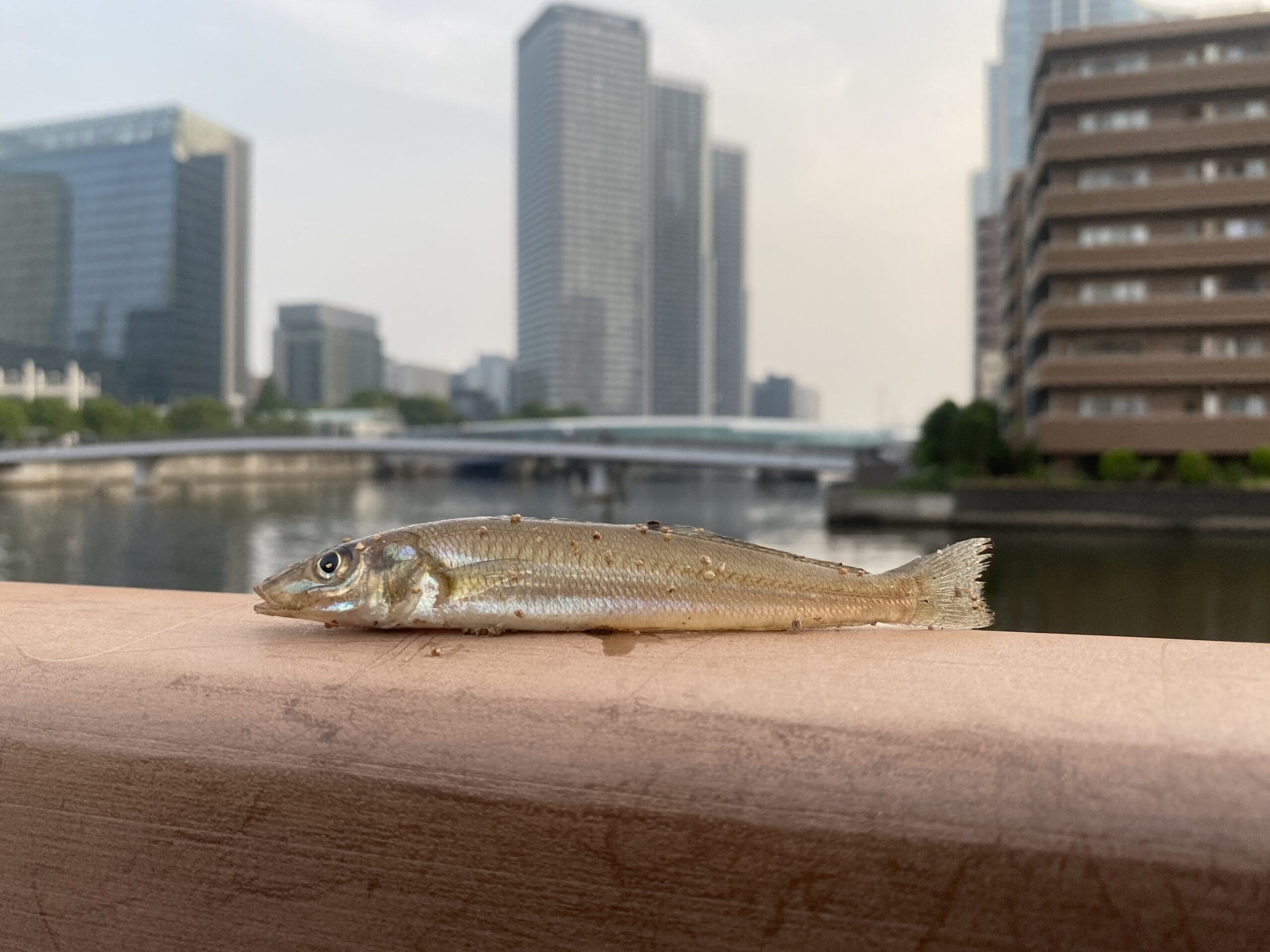 月島川みどりの散歩道　釣り　釣果　シロギス