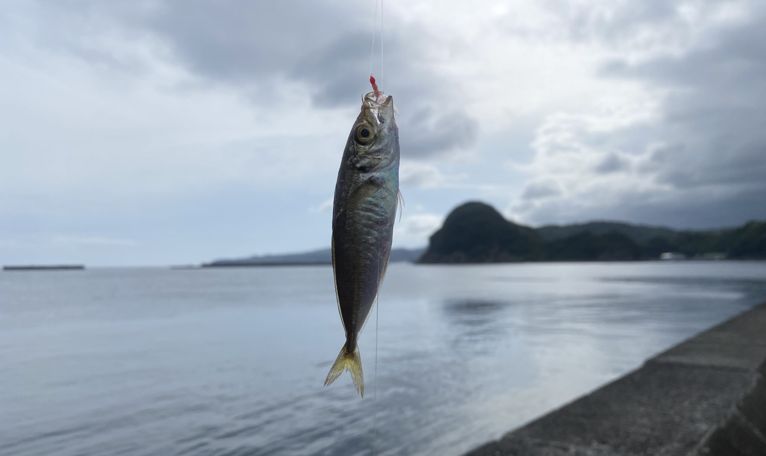下田福浦堤防 釣り