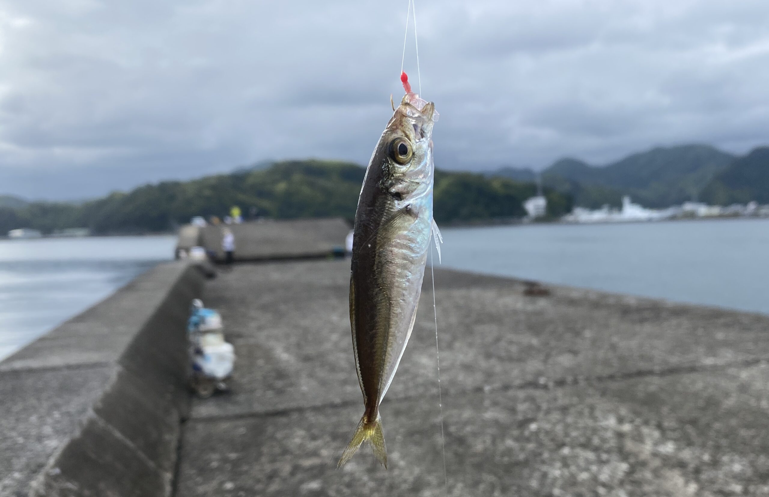 下田福浦堤防 釣り