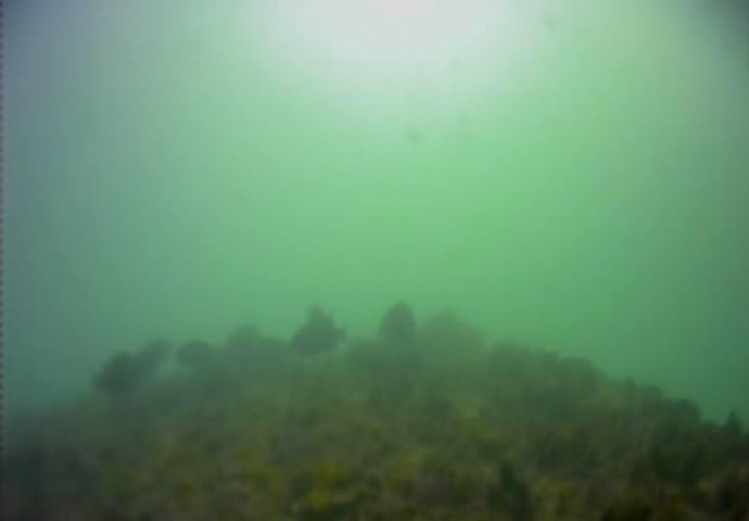 江ノ島 釣り 水中写真