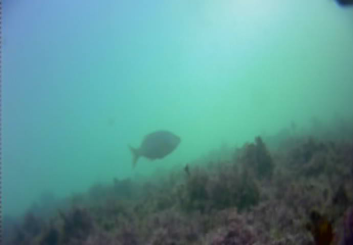 江ノ島 釣り 水中写真