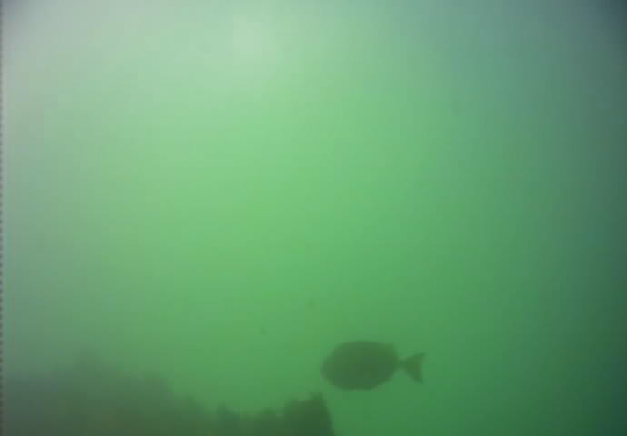 江ノ島 釣り 水中写真