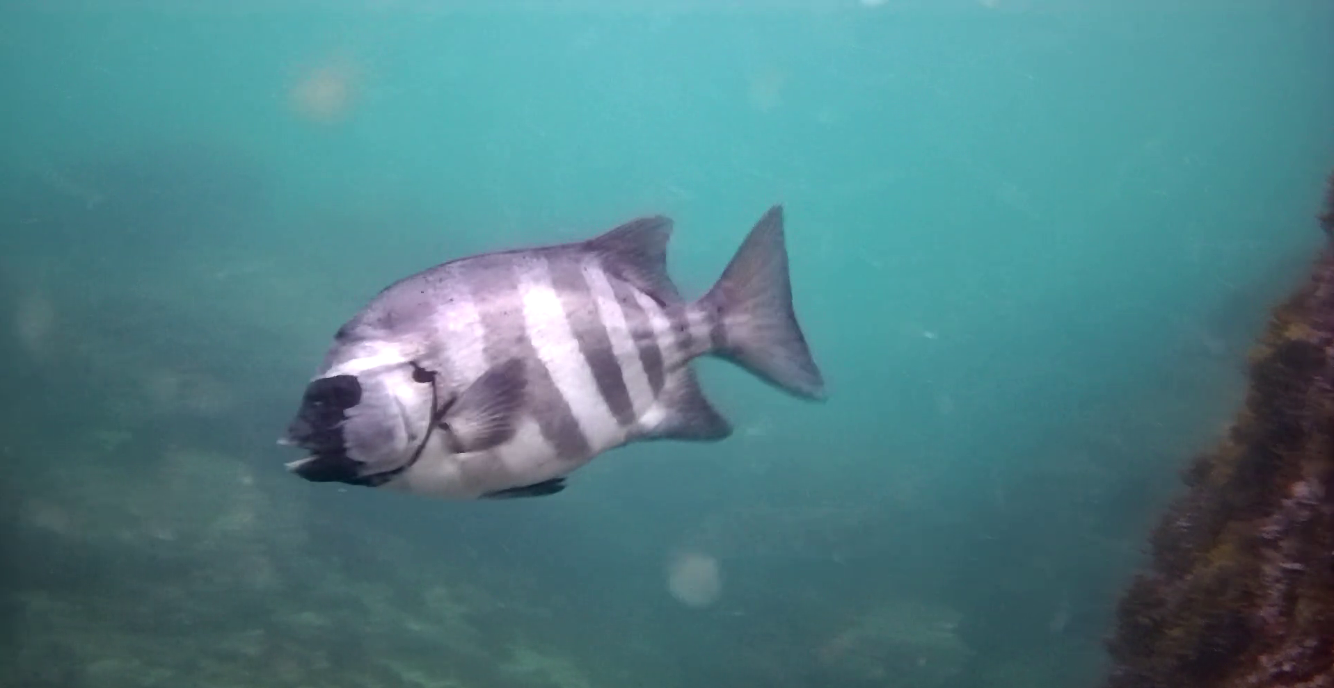 番場浦 釣り 水中映像 石鯛