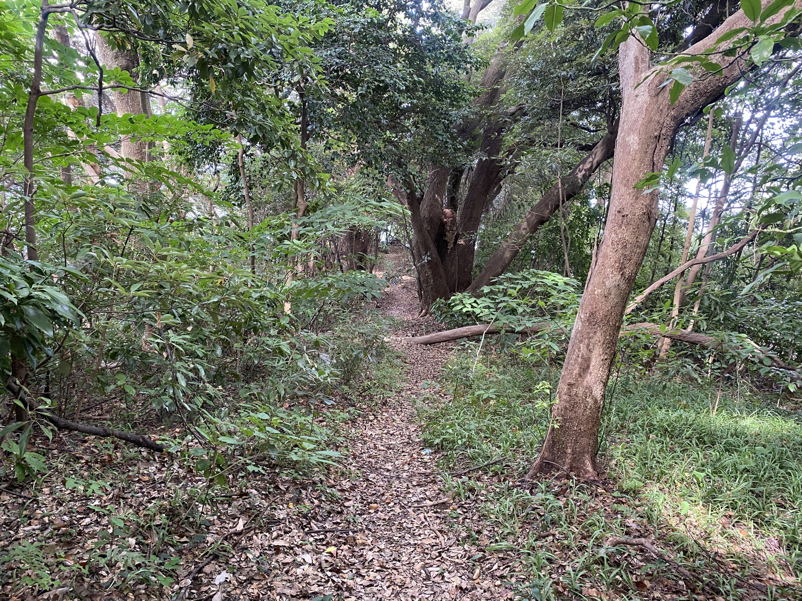 真鶴半島 釜の口 釣り