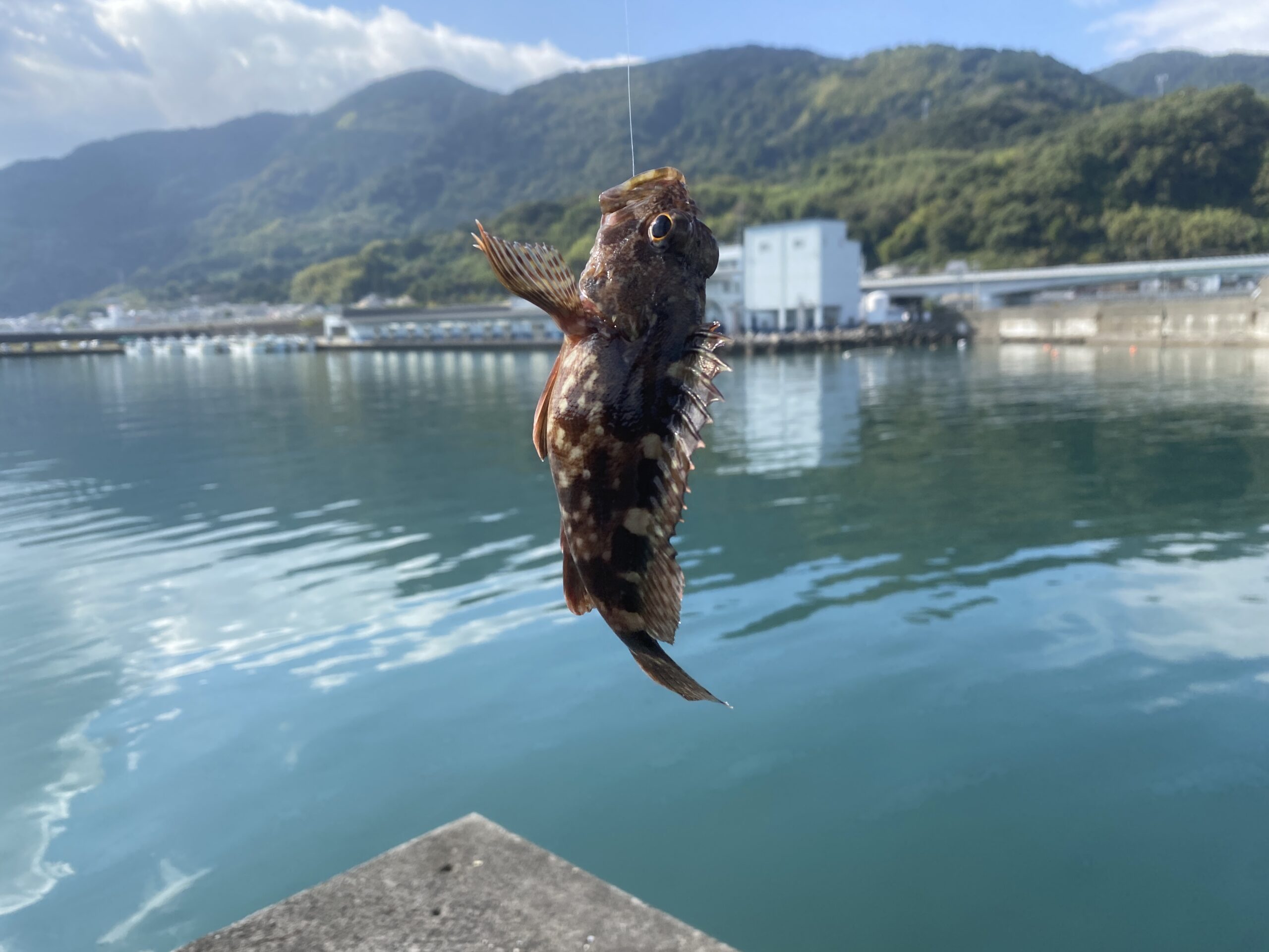 由比漁港　釣り　釣果　カサゴ