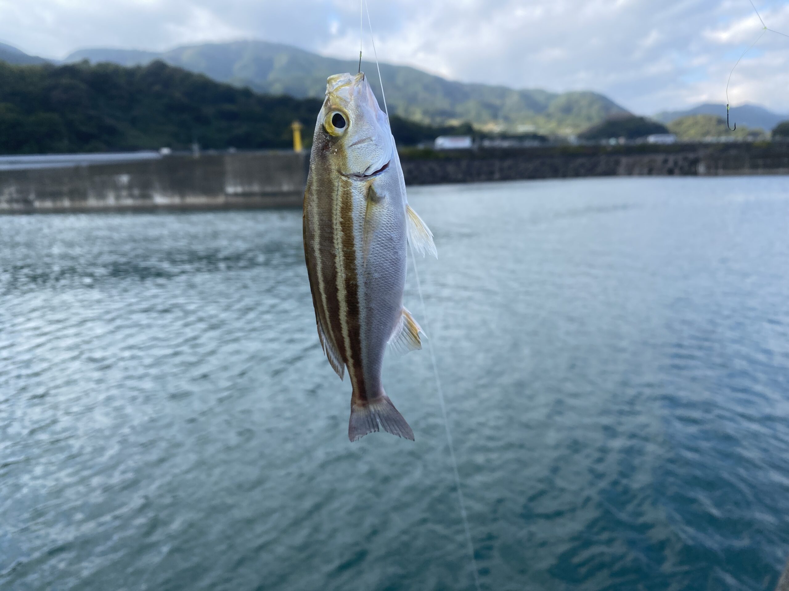 由比漁港　釣り　釣果　イサキ