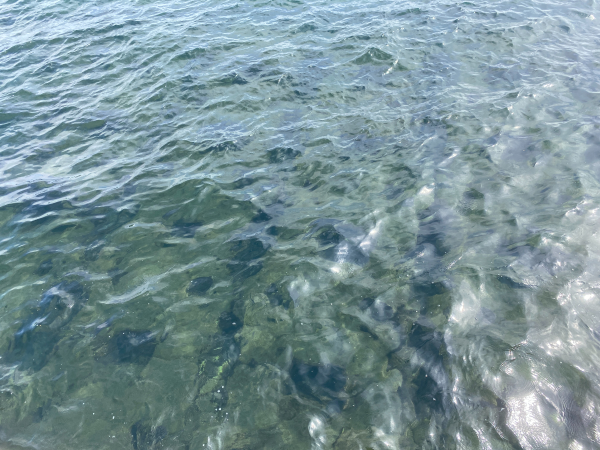 湯河原海浜公園　釣り