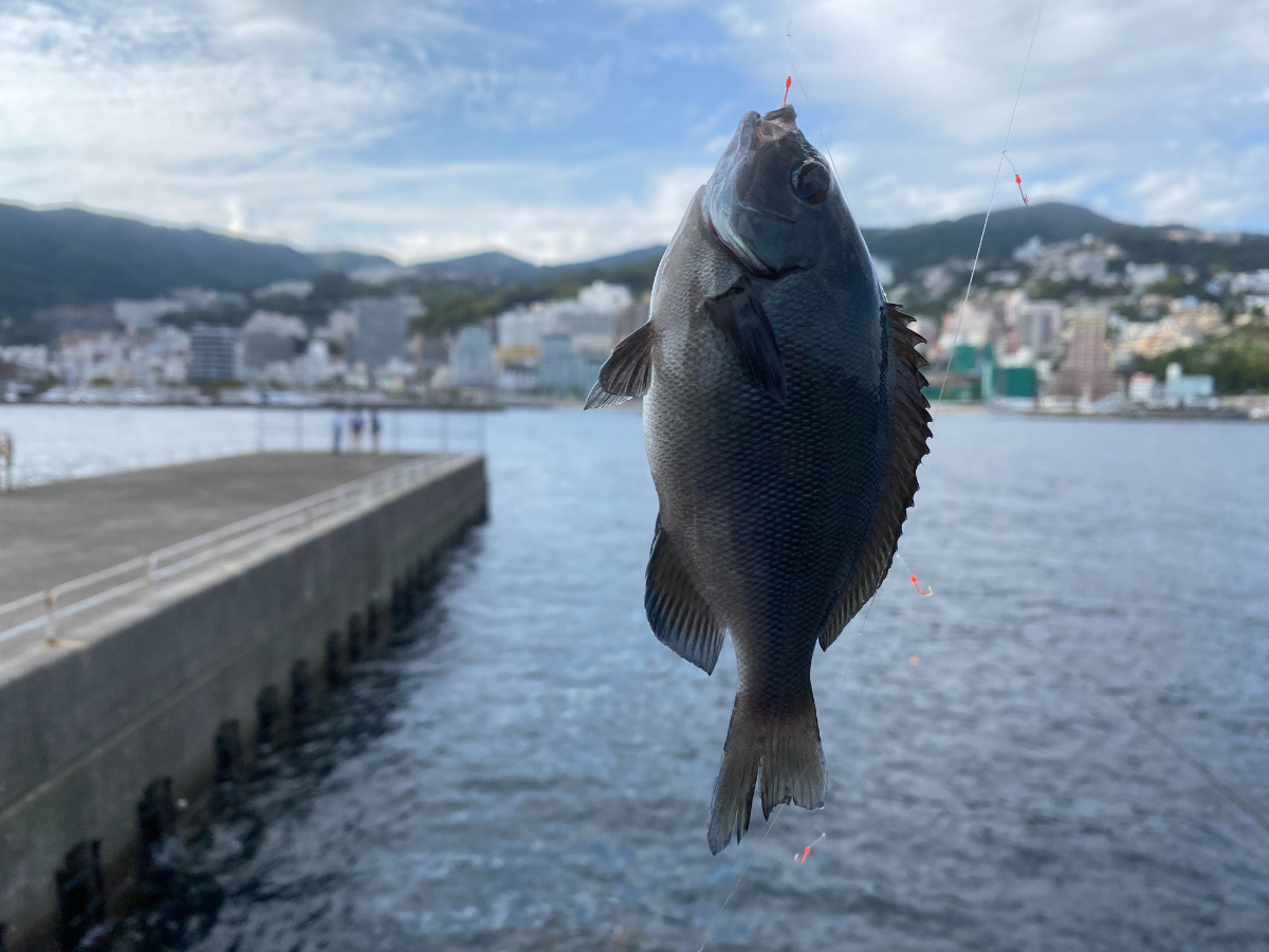 熱海港海釣り施設　釣果