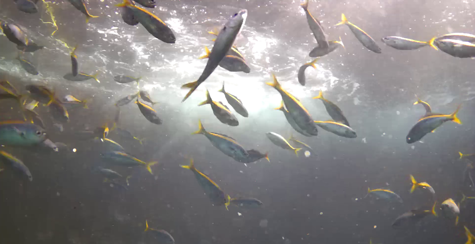 熱海港海釣り施設　釣り　水中映像