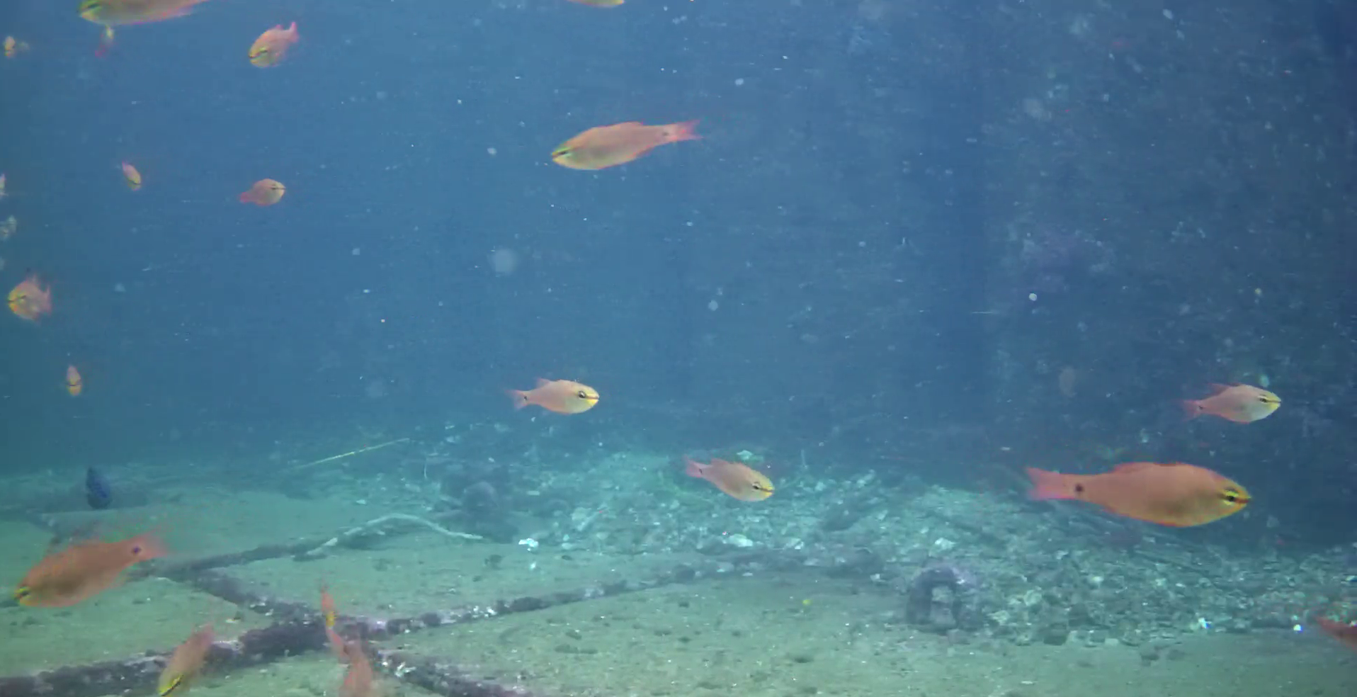 熱海港海釣り施設　釣り　水中映像