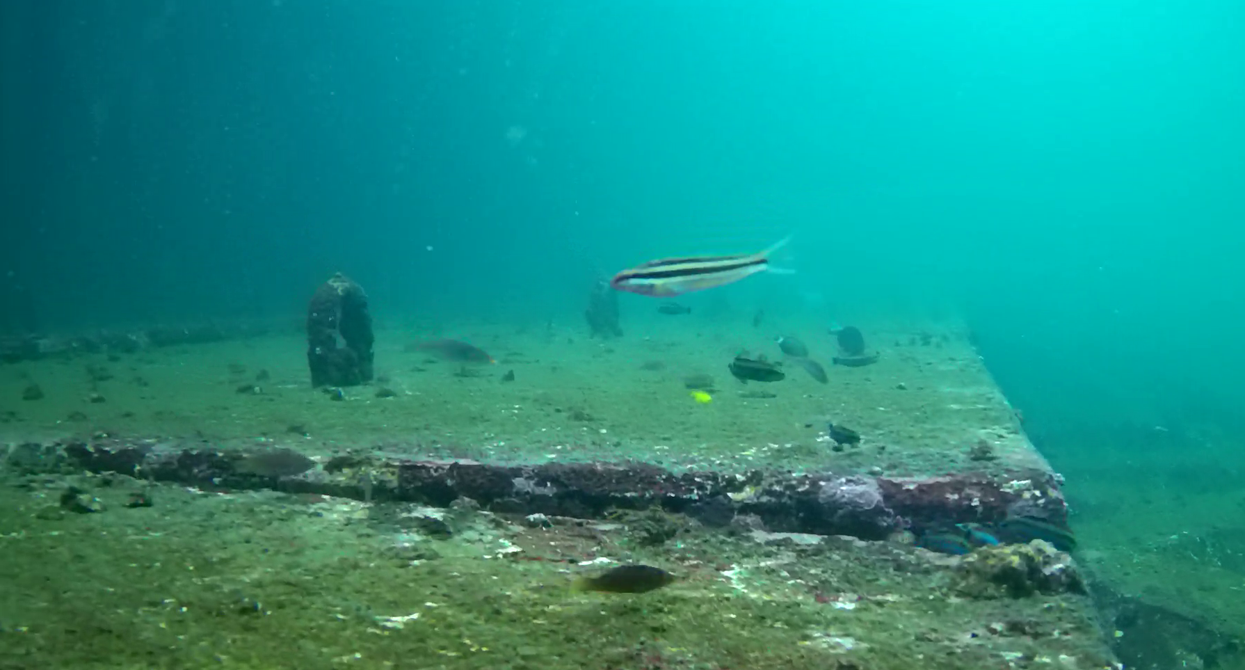 熱海港海釣り施設　釣り　水中映像