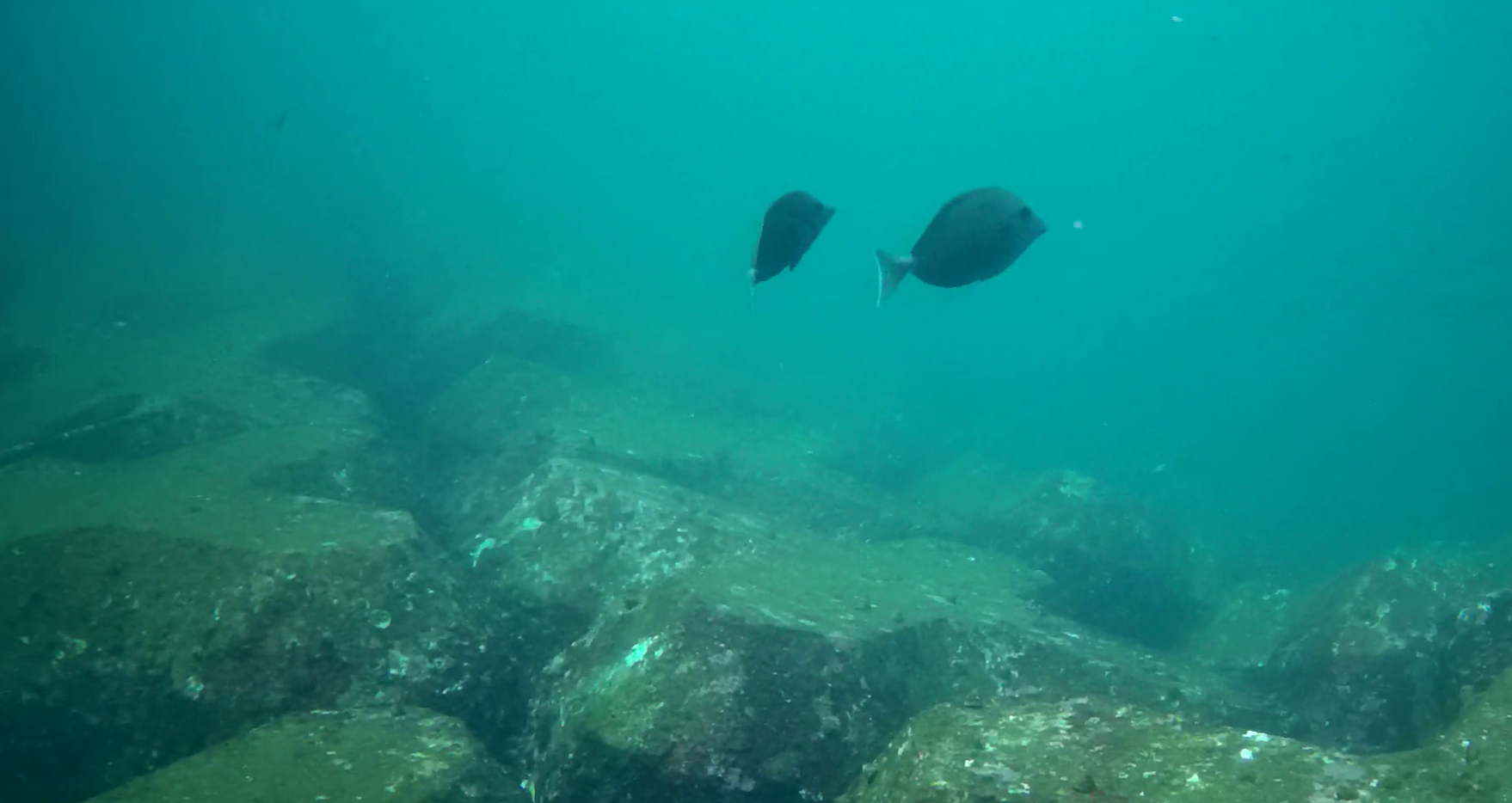 熱海港海釣り施設　釣り　水中映像