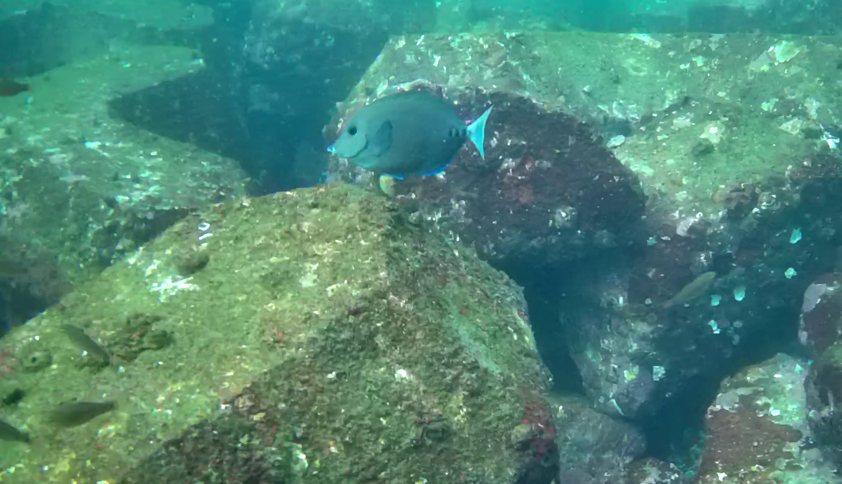 熱海港海釣り施設　釣り　水中映像