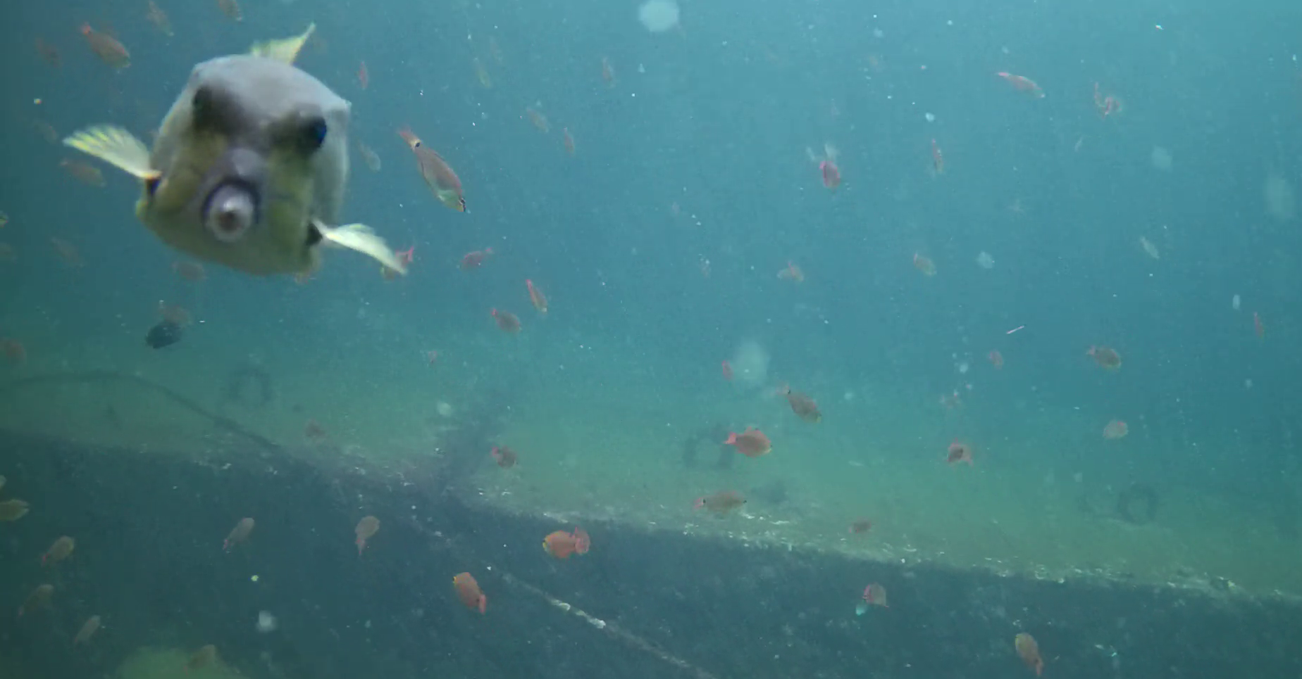 熱海港海釣り施設　釣り　水中映像