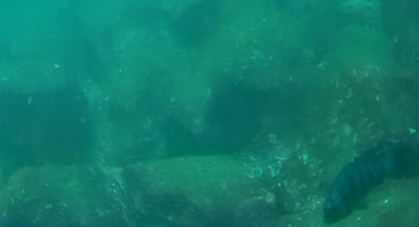 熱海港海釣り施設　釣り　水中映像