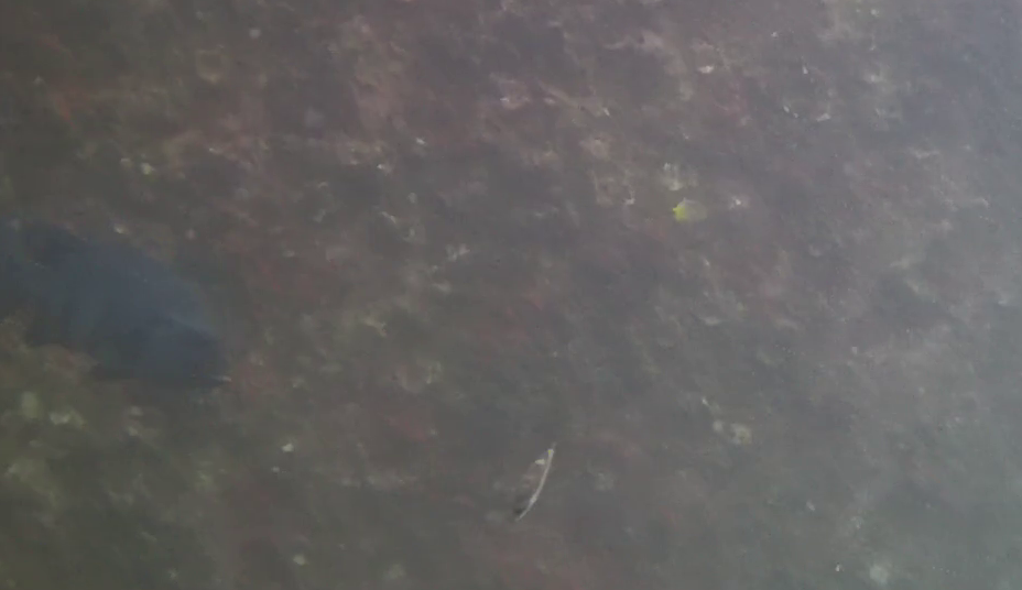 熱海港海釣り施設　釣り　水中映像