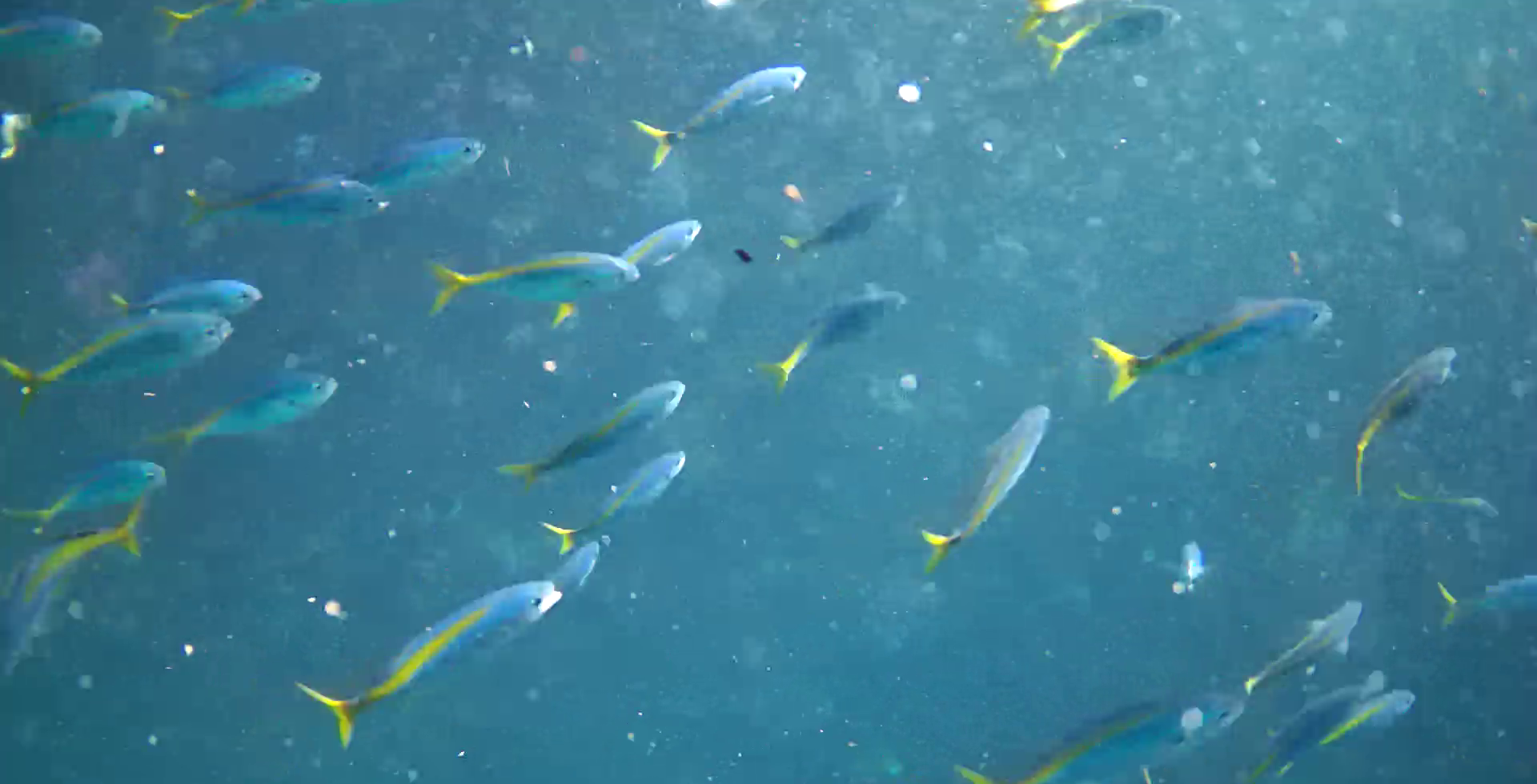 熱海港海釣り施設　釣り　水中映像