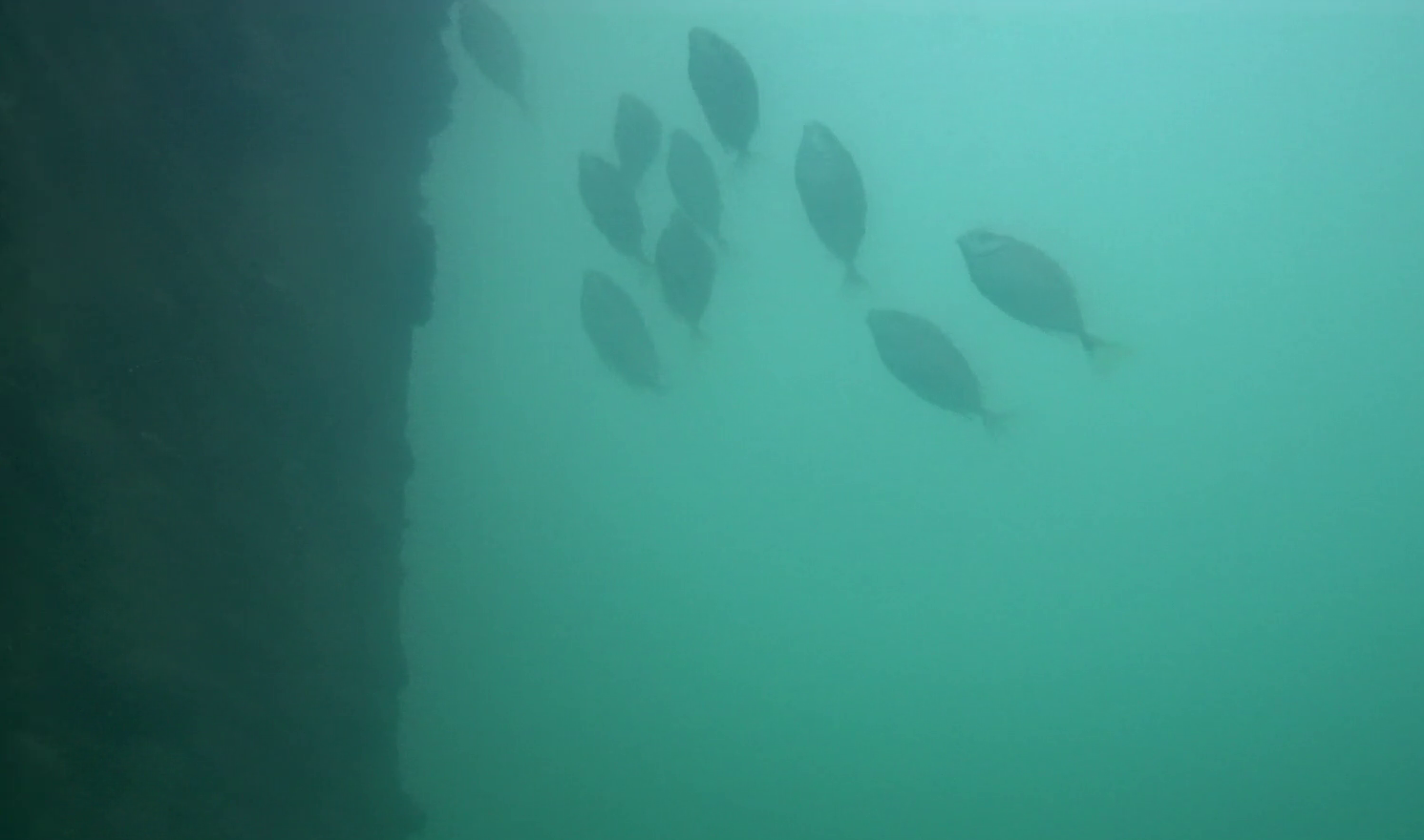 由比漁港　釣り