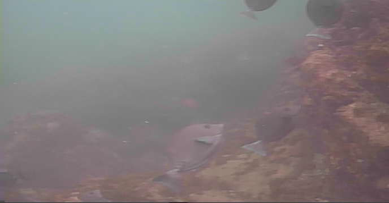 真鶴半島 釜の口 釣り 水中映像