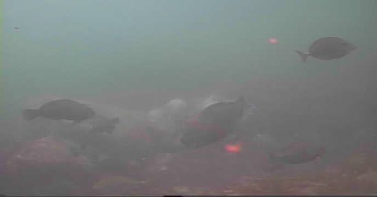 真鶴半島 釜の口 釣り 水中映像