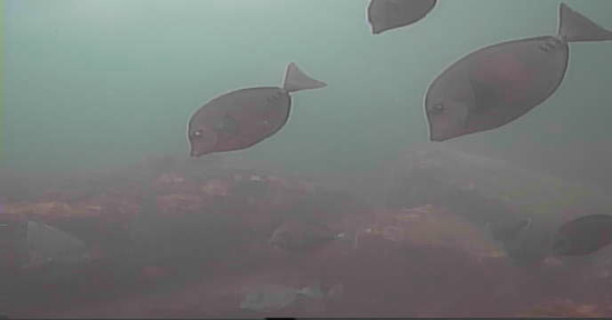 真鶴半島 釜の口 釣り 水中映像