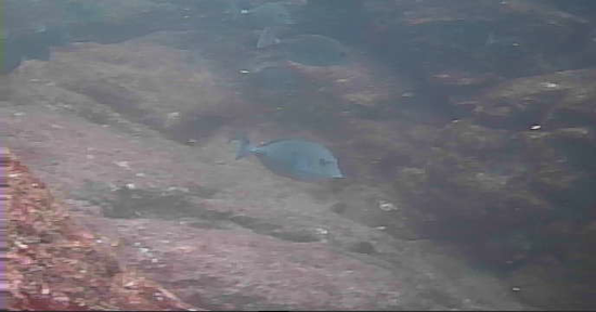 真鶴半島 釜の口 釣り 水中映像