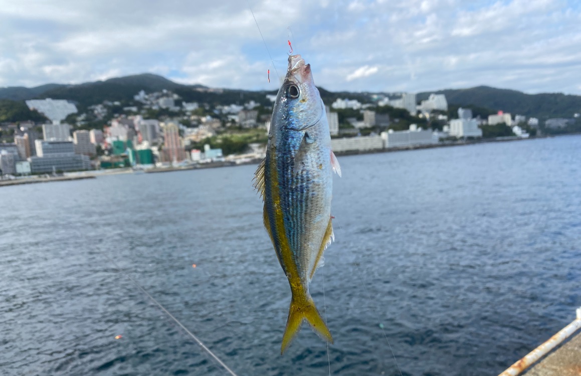 熱海港海釣り施設　釣果