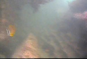 芝浦埋立地護岸　水中写真02　海底　チョウチョウウオ