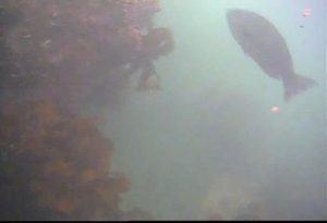 芝浦埋立地護岸　水中写真04　巨大メジナ