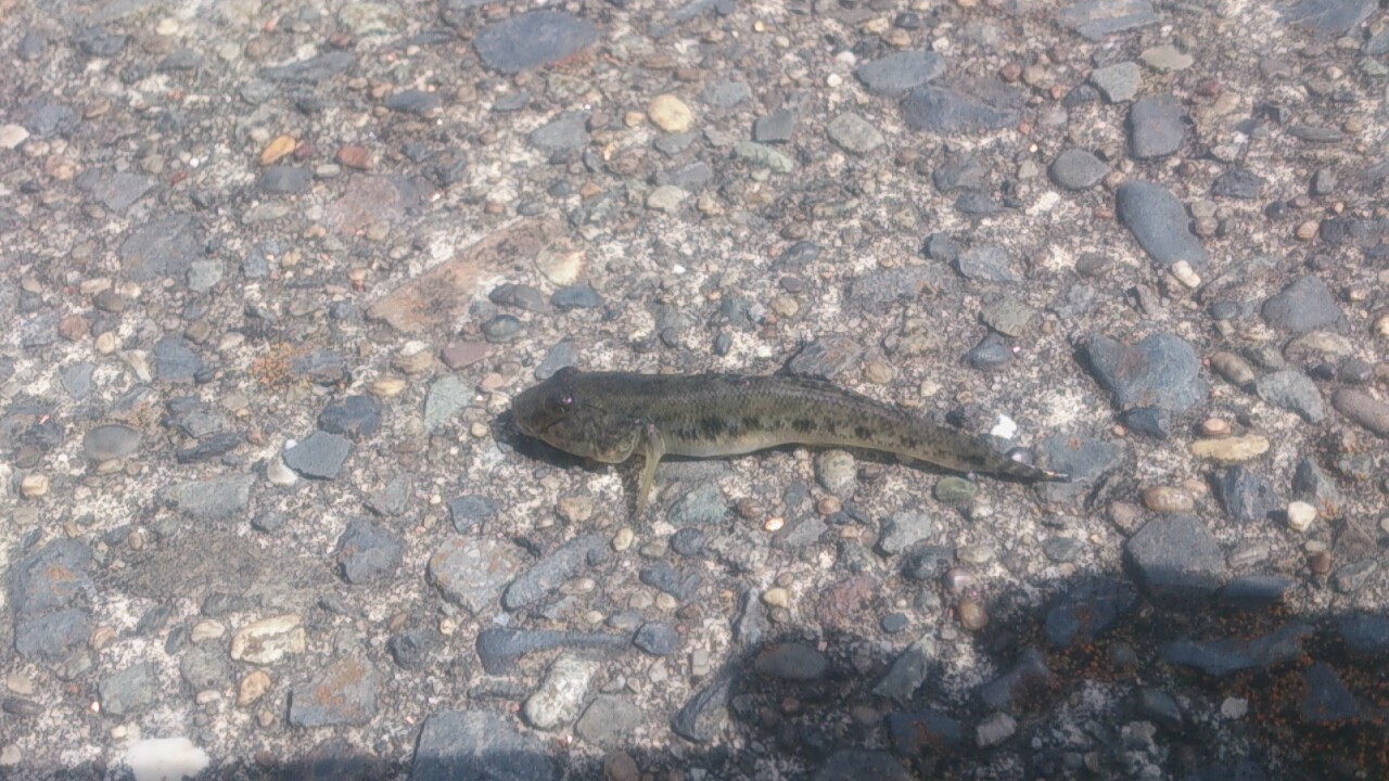 千鳥町ホームセンター横 釣り 東京湾奥 ハゼ
